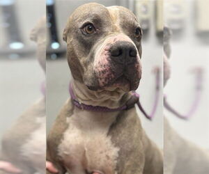 American Pit Bull Terrier-Unknown Mix Dogs for adoption in Palmetto, FL, USA