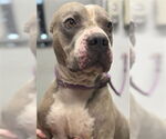 Small American Pit Bull Terrier Mix