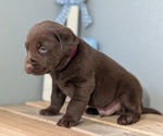 Small #8 Labrador Retriever