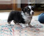 Small #12 Pembroke Welsh Corgi