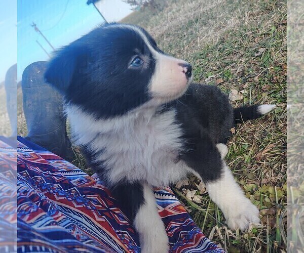 Medium Photo #9 Border Collie Puppy For Sale in NORBORNE, MO, USA