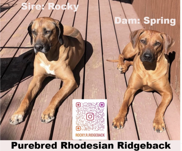 Medium Photo #6 Rhodesian Ridgeback Puppy For Sale in FAIRPLAY, CO, USA