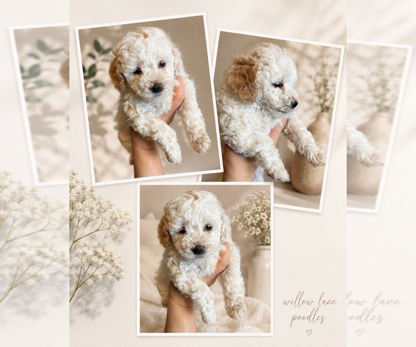 Medium Photo #4 Poodle (Toy) Puppy For Sale in MOUNT SOLON, VA, USA