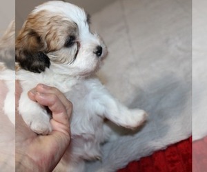Havashu Puppy for sale in THAYER, KS, USA