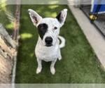 Small German Shepherd Dog Mix