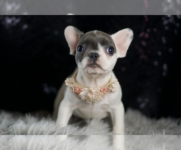 Medium Photo #109 French Bulldog Puppy For Sale in WARSAW, IN, USA