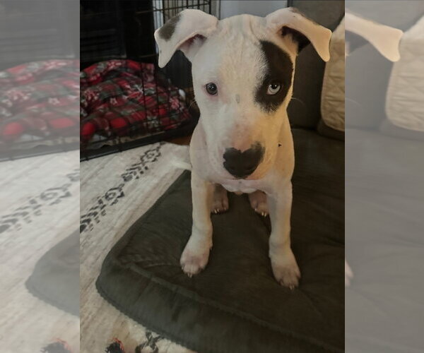 Medium Photo #1 American Pit Bull Terrier-American Staffordshire Terrier Mix Puppy For Sale in Chester, VA, USA