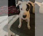 Small American Pit Bull Terrier-American Staffordshire Terrier Mix
