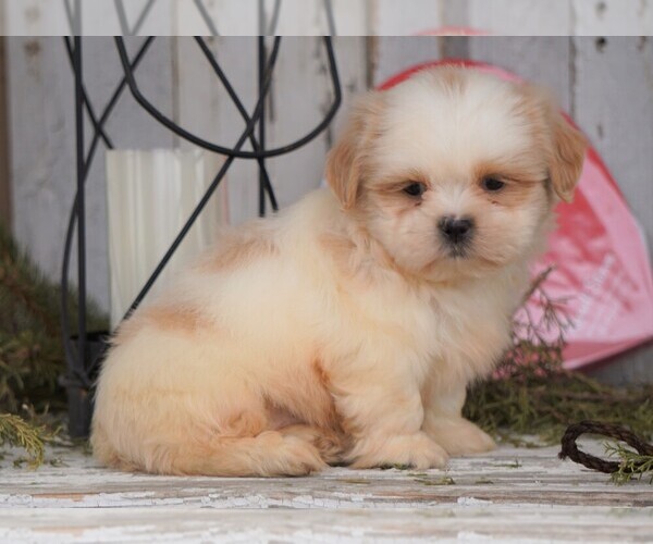 Medium Photo #1 Shih Tzu Puppy For Sale in FREDERICKSBG, OH, USA