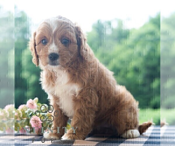 Medium Photo #5 Cavapoo (Miniature) Puppy For Sale in DORNSIFE, PA, USA
