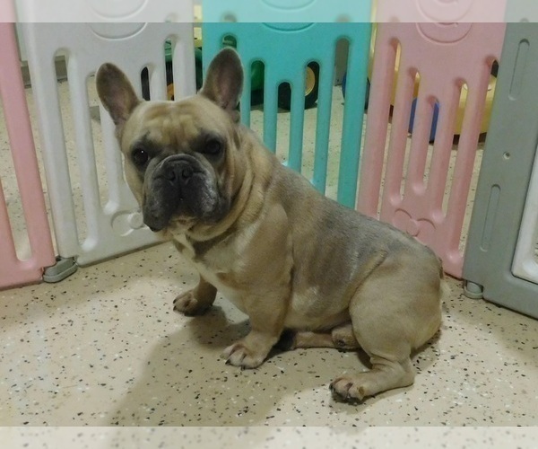 Medium Photo #3 French Bulldog Puppy For Sale in NEW CASTLE, PA, USA