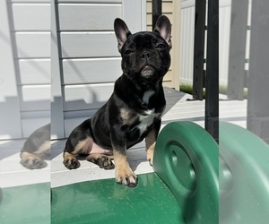 French Bulldog Litter for sale in CHICAGO, IL, USA