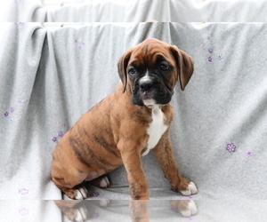 Boxer Puppy for sale in SHILOH, OH, USA