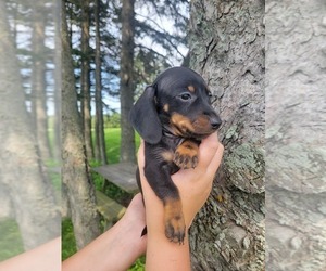 Dachshund Puppy for sale in WITHEE, WI, USA