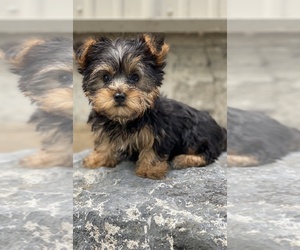 Silkshire Terrier Puppy for sale in CANOGA, NY, USA