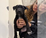 Small #2 Borador