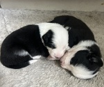 Small #16 Border-Aussie