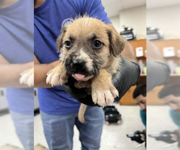 Medium Photo #1 Cairn Terrier-Unknown Mix Puppy For Sale in Pasadena, TX, USA