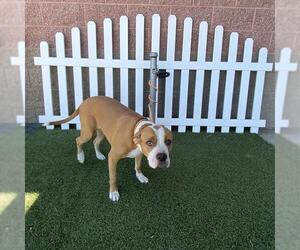 Mutt Dogs for adoption in Modesto, CA, USA