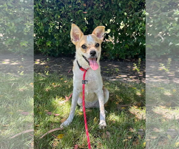 Medium Photo #4 Chihuahua-Unknown Mix Puppy For Sale in Newport Beach, CA, USA