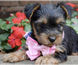 Yorkshire Terrier Puppy for sale in LOWELL, MA, USA