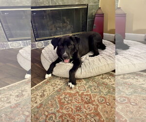 Berry - Male Labrador Retriever-Unknown Mix Dog for Adoption - Photo #2