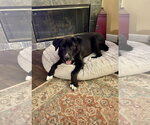 Small Photo #2 Labrador Retriever-Unknown Mix Puppy For Sale in San Diego, CA, USA