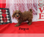 Small Photo #16 Cavapoo Puppy For Sale in CHANUTE, KS, USA