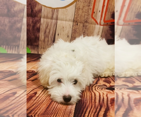 Medium Photo #3 Maltese-Maltipoo Mix Puppy For Sale in ACWORTH, GA, USA