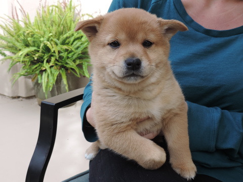 Medium Photo #1 Shiba Inu Puppy For Sale in CARLSBAD, CA, USA