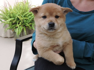 Shiba Inu Puppy for sale in CARLSBAD, CA, USA