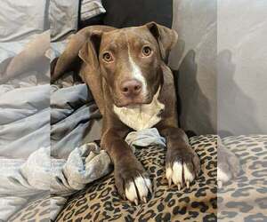 Labrador Retriever-Unknown Mix Dogs for adoption in Mount Laurel, NJ, USA