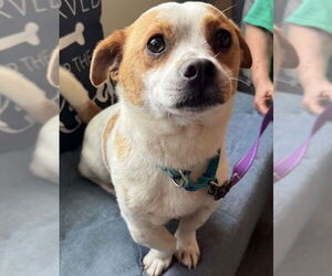 Cojack Dogs for adoption in Fairfax, VA, USA