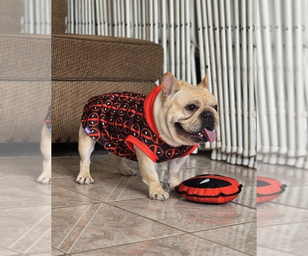 Medium Photo #1 French Bulldog Puppy For Sale in SANTA MARIA, CA, USA