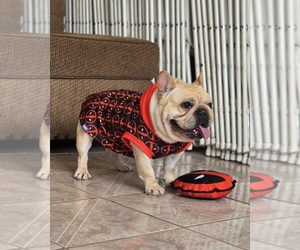 French Bulldog Puppy for sale in SANTA MARIA, CA, USA