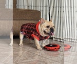 Small French Bulldog