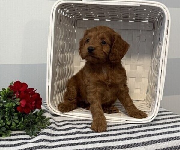 Medium Photo #4 Cockapoo Puppy For Sale in STANLEY, WI, USA