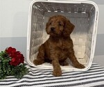 Small #3 Cockapoo