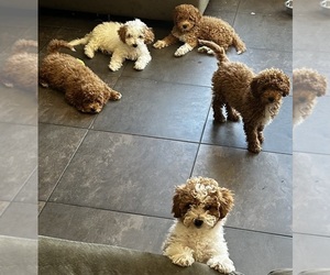 Goldendoodle (Miniature) Puppy for sale in LAS VEGAS, NV, USA