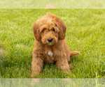 Small #1 Goldendoodle (Miniature)