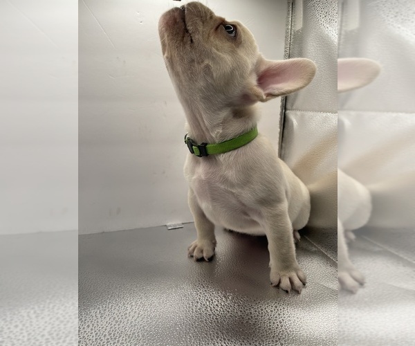 Medium Photo #5 French Bulldog Puppy For Sale in CLEARWATER, FL, USA