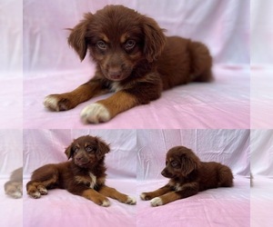 Miniature Australian Shepherd Puppy for sale in BROOKER, FL, USA
