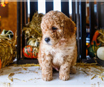 Small #9 Goldendoodle-Poodle (Miniature) Mix