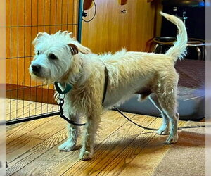 Leo W - Male Cairn Terrier-Unknown Mix Dog for Adoption - Photo #2