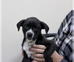 Small #2 Mutt