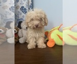 BichPoo puppies - Male Bichpoo Puppy for Sale - Photo #47
