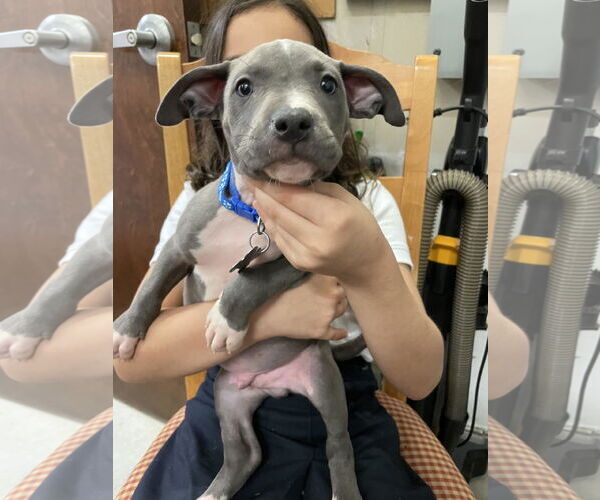 Medium Photo #4 American Staffordshire Terrier-Unknown Mix Puppy For Sale in Holly Springs, NC, USA