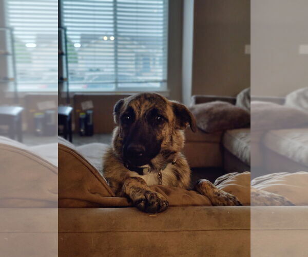 Medium Photo #2 Mutt Puppy For Sale in Sandy, UT, USA