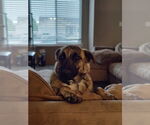 Small #1 Mutt