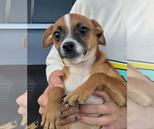 Medium Photo #4 Chihuahua Puppy For Sale in Mukwonago, WI, USA